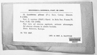 Lasiobolus papillatus image